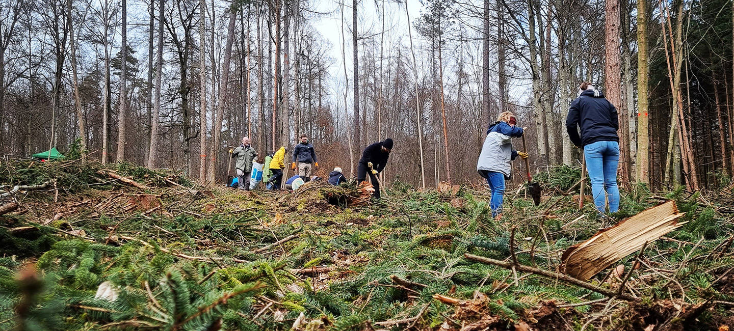 Mitarbeiter und Mitarbeiterinnen pflanzen Bäume im Wald